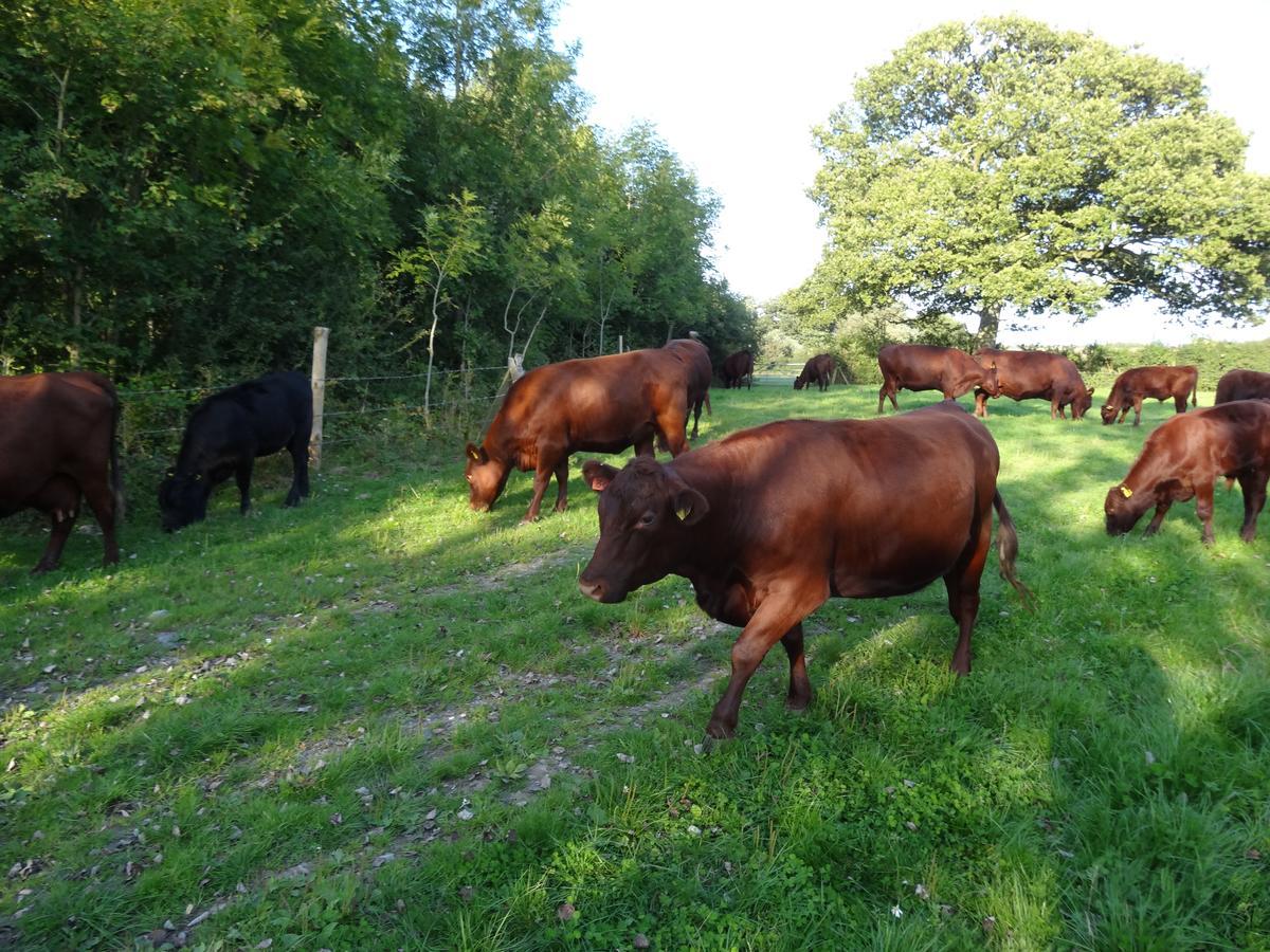 Moors Farmhouse Bed & Breakfast East Knoyle Luaran gambar